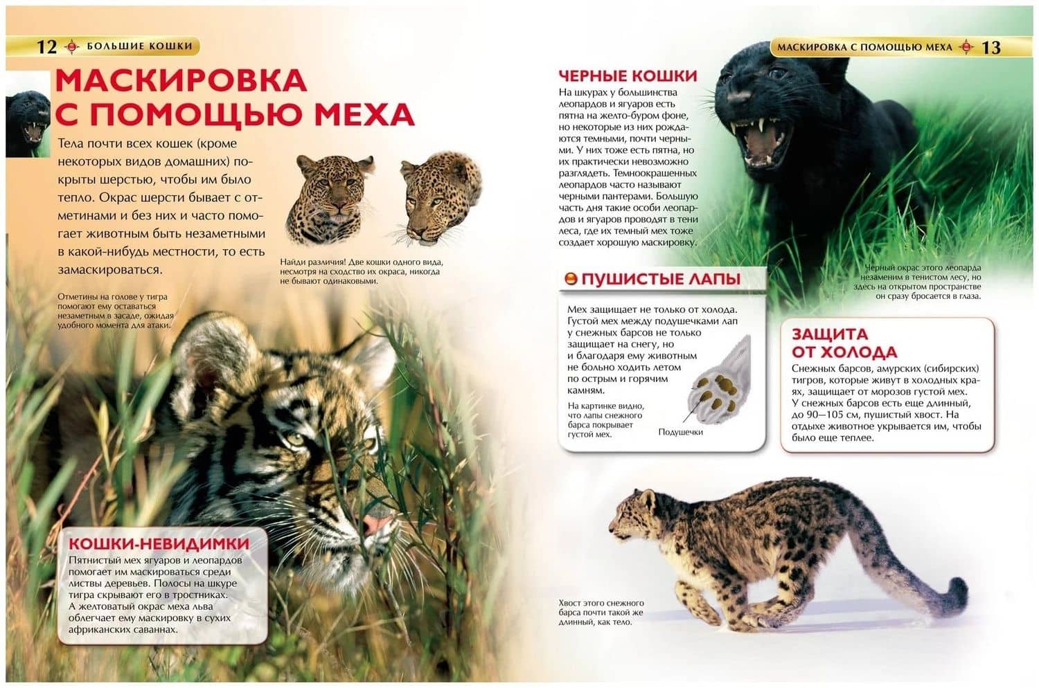 Большие кошки. — Джонатан Шейх-Миллер (3)