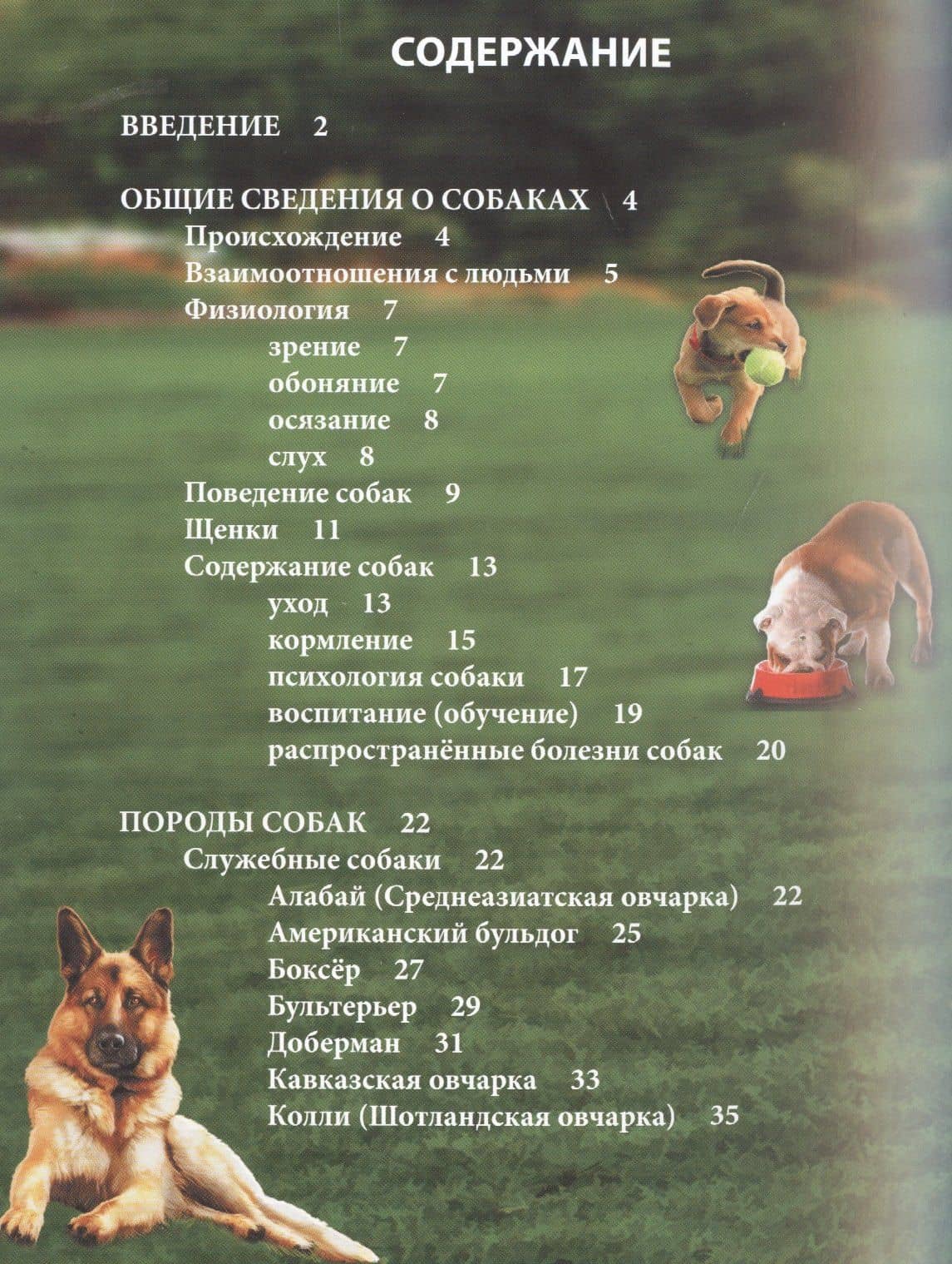 Собаки (2)