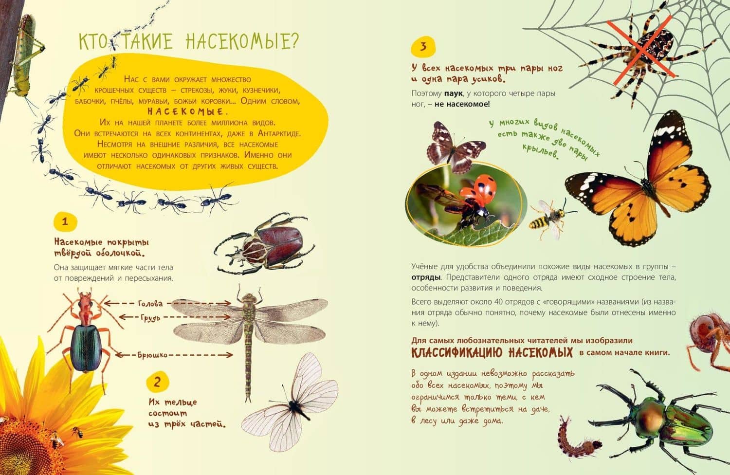 Такие незнакомые эти насекомые — Вера Серкен (3)