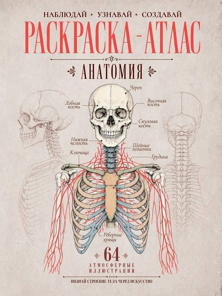 Раскраска-атлас. Анатомия