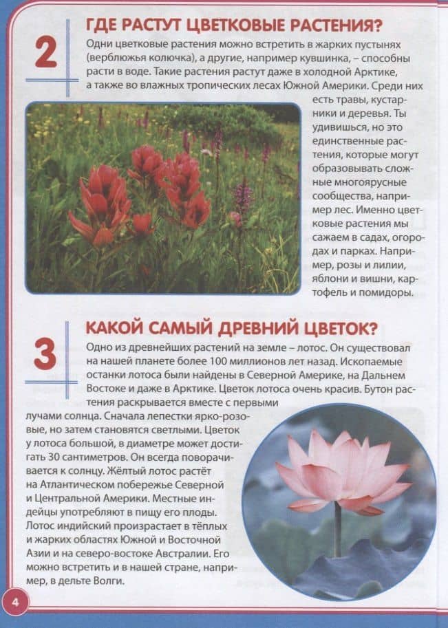 Цветы. Почемучкам и любознашкам (3)