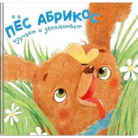 Пес Абрикос изучает и запоминает — Зуля Стадник