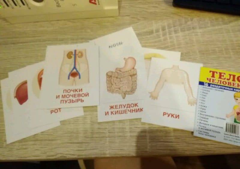 Раздаточные карточки. Тело человека (3)