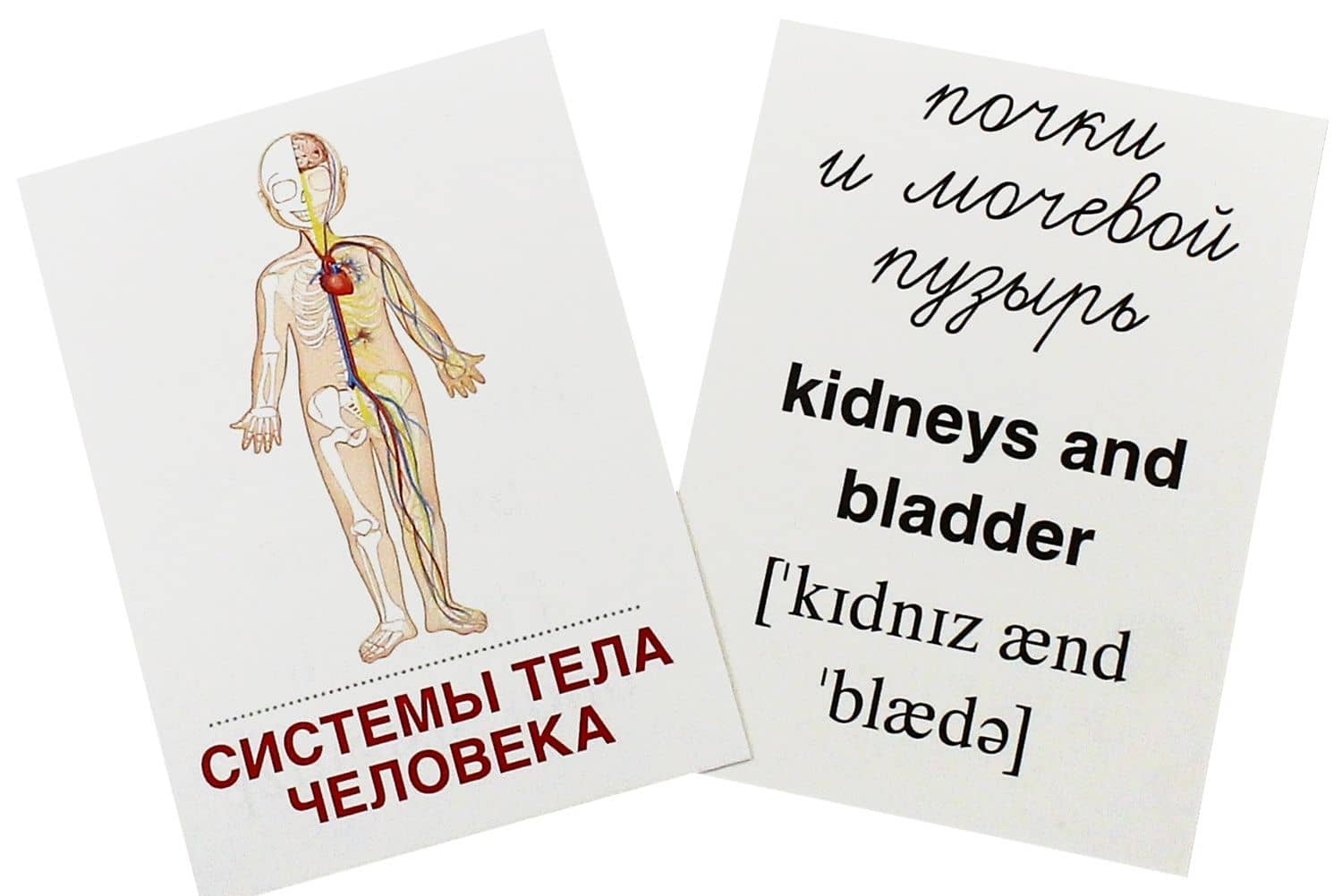 Раздаточные карточки. Тело человека (2)