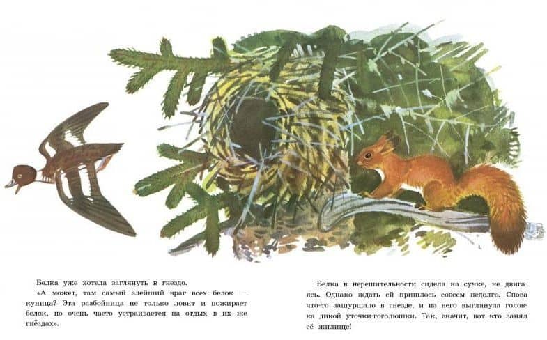 Белочка-хлопотунья — Георгий Алексеевич Скребицкий (3)