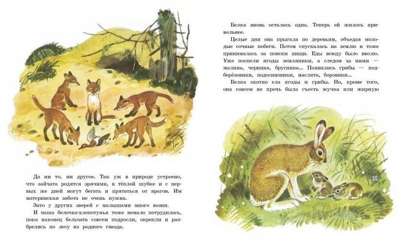 Белочка-хлопотунья — Георгий Алексеевич Скребицкий (2)