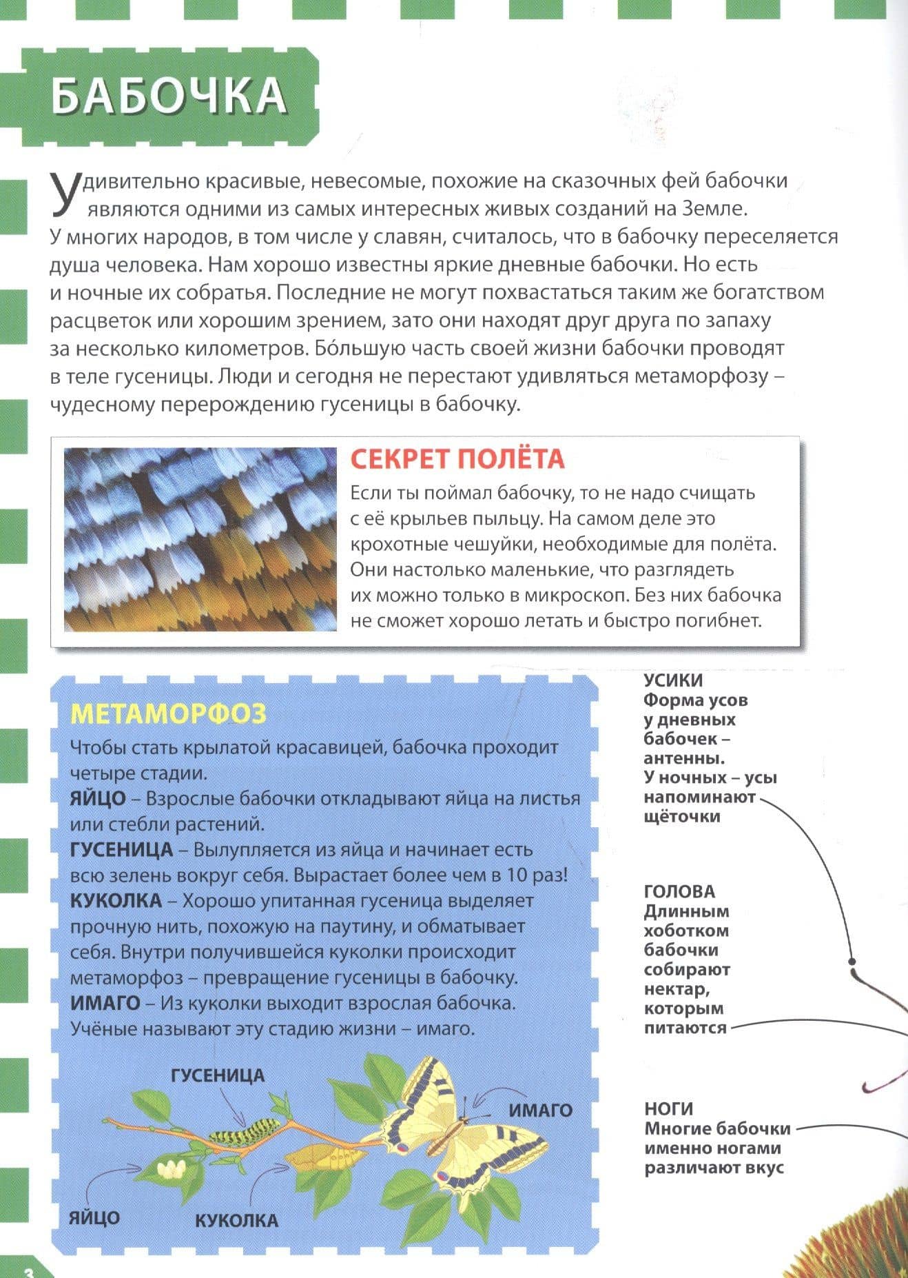 Насекомые (2)