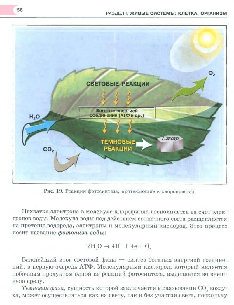Биология. Основы общей биологии. 9 класс. Учебник. ФГОС — Татьяна Михайловна Ефимова (2)