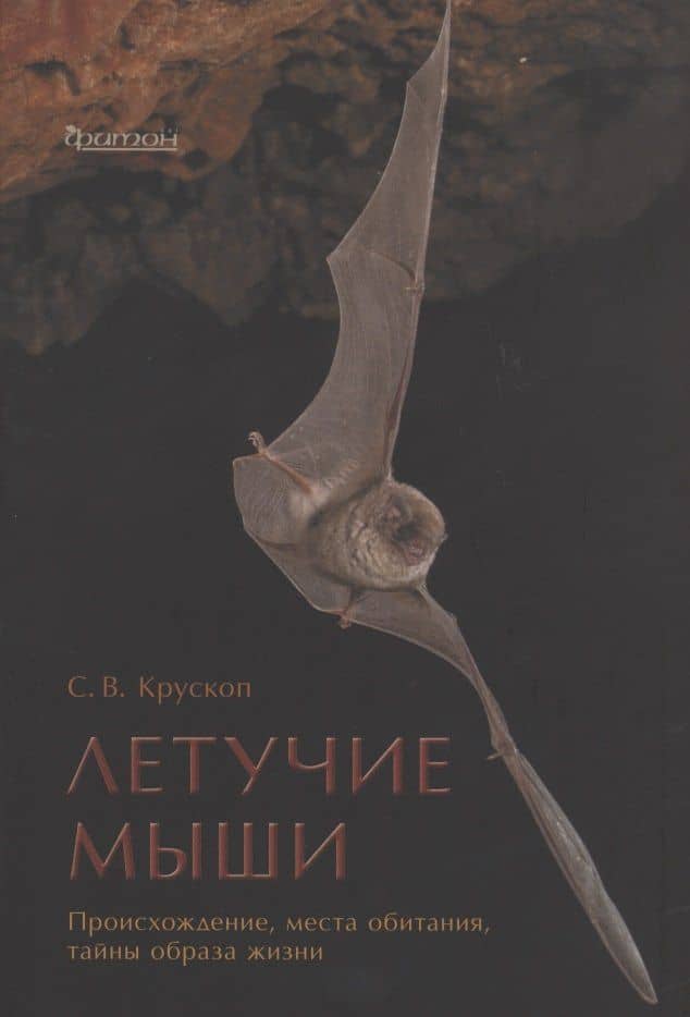 Летучие мыши: Происхождение, места обитания, тайны образа жизни