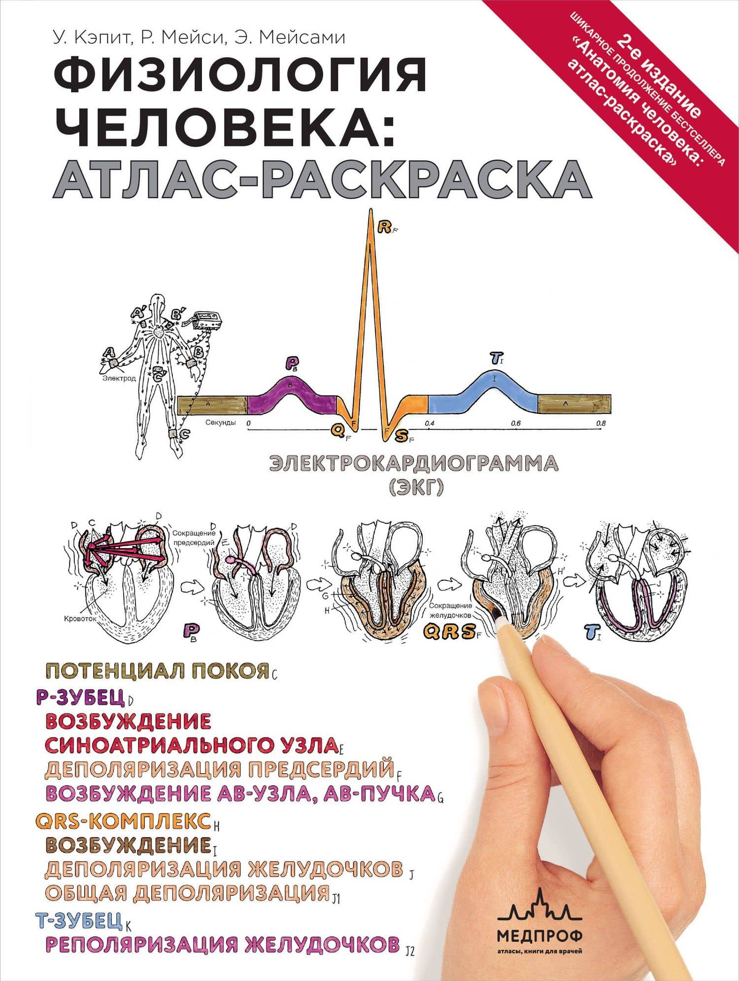 Физиология человека: атлас-раскраска — Роберт И. Мейси