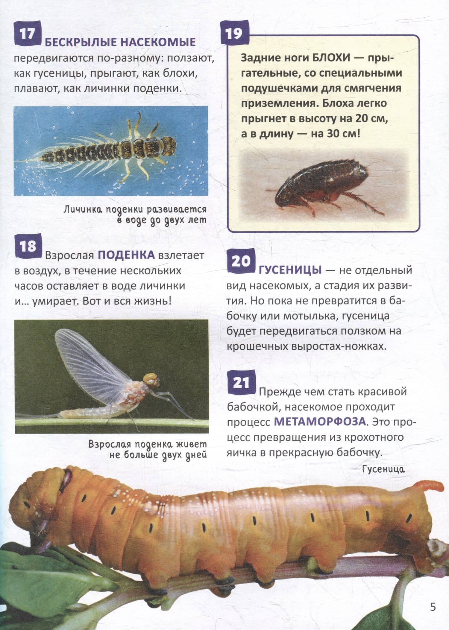 Насекомые. Энциклопедия российского школьника. 250 фактов (3)