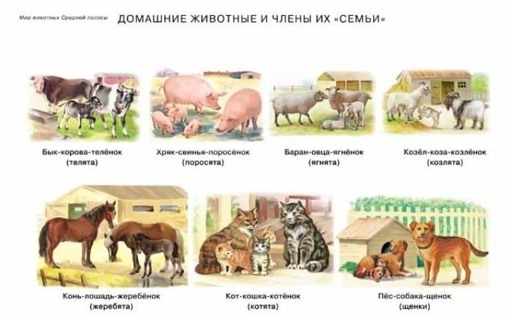 Сюжетные и предметные картинки для составления описательных рассказов Мир животных. Дидактический наглядно-демонстрационный материал (3)