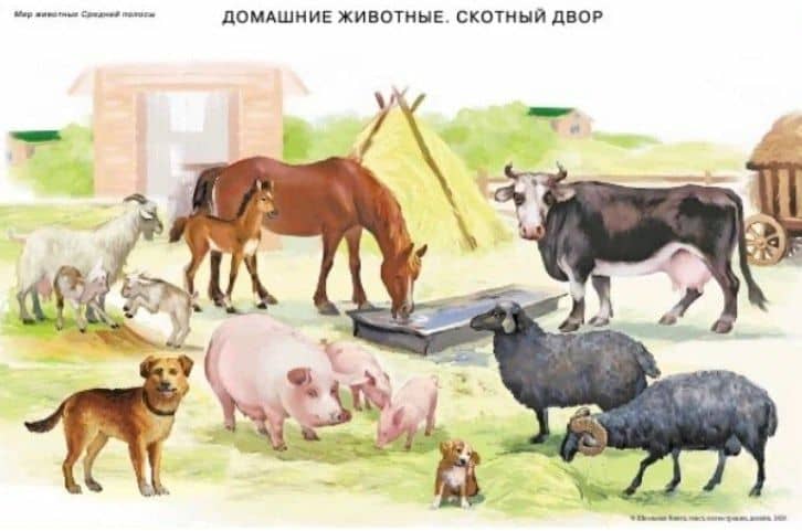 Сюжетные и предметные картинки для составления описательных рассказов Мир животных. Дидактический наглядно-демонстрационный материал (2)