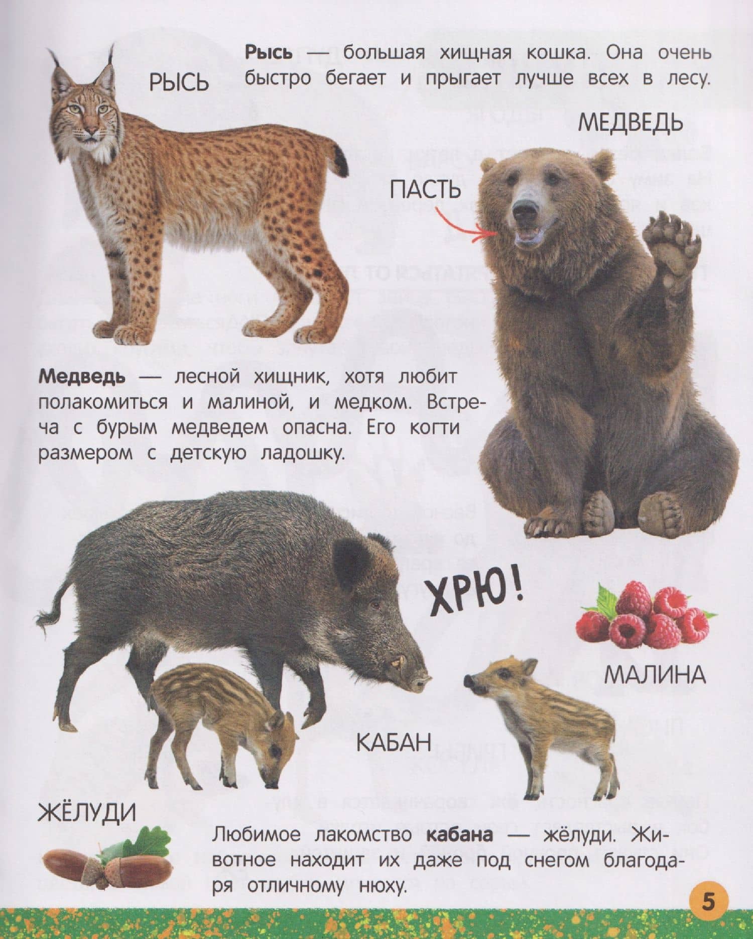 Моя большая книга о животных — Юлия Латушко (3)