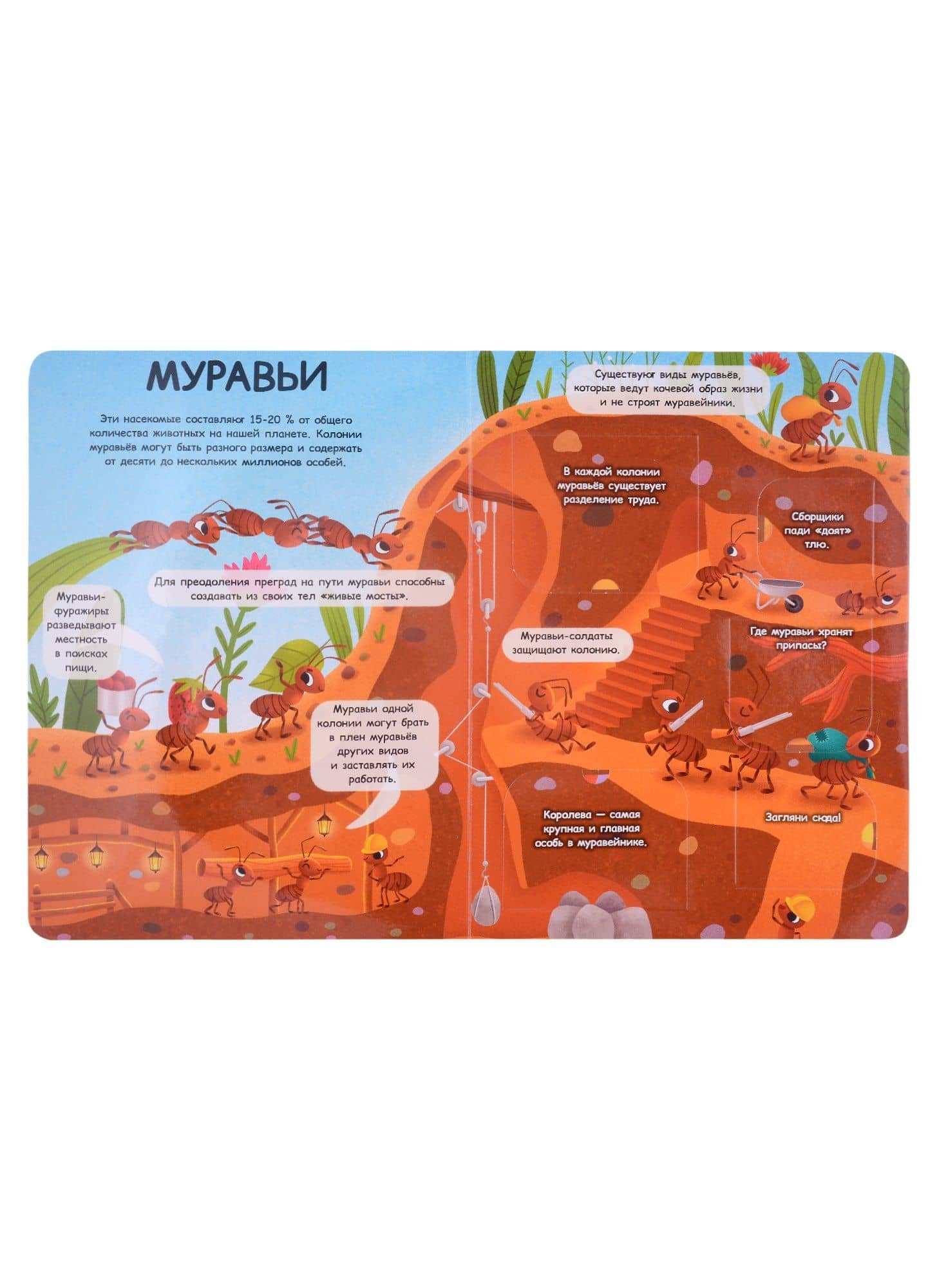 Книжка с окошками 235х315. Насекомые (3)
