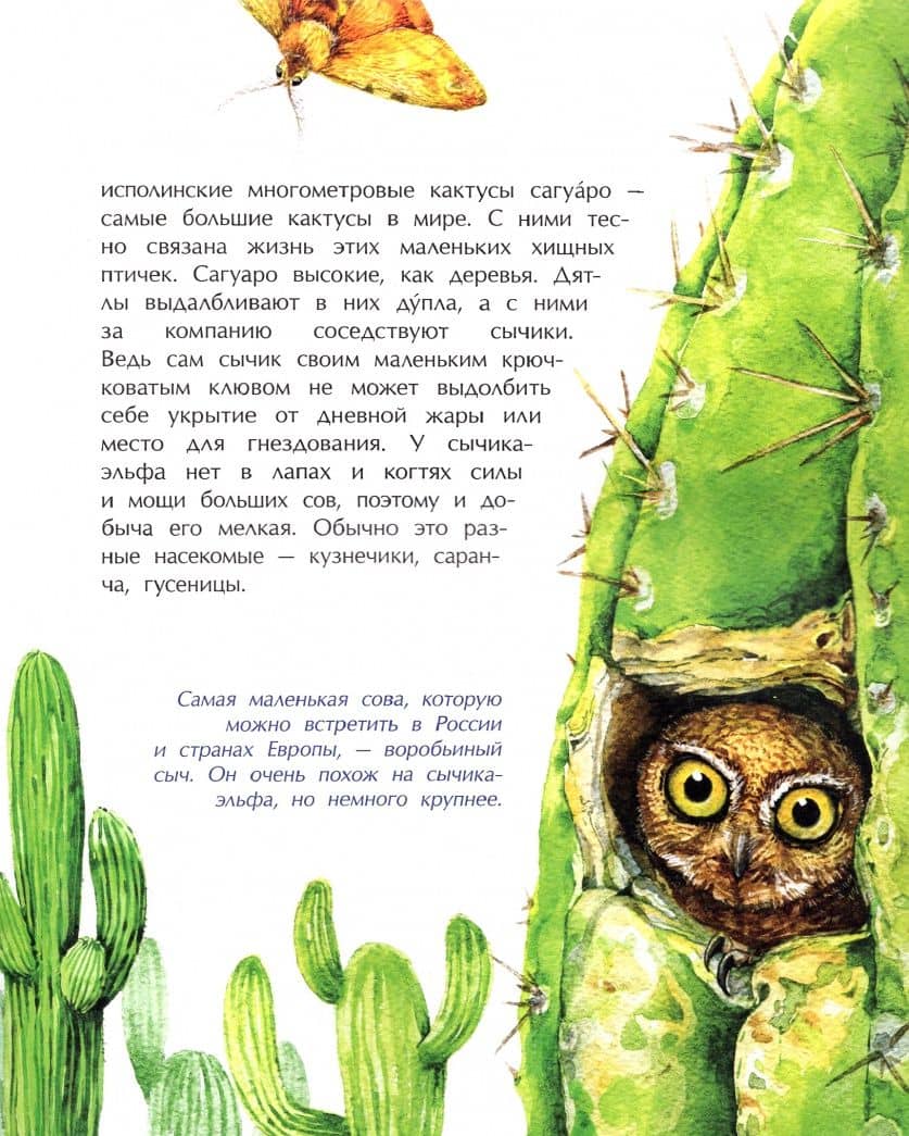 Птички-невелички. Кто на свете меньше всех? — Наталья Габеева (3)