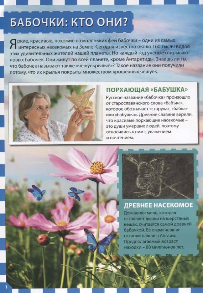 Бабочки (2)