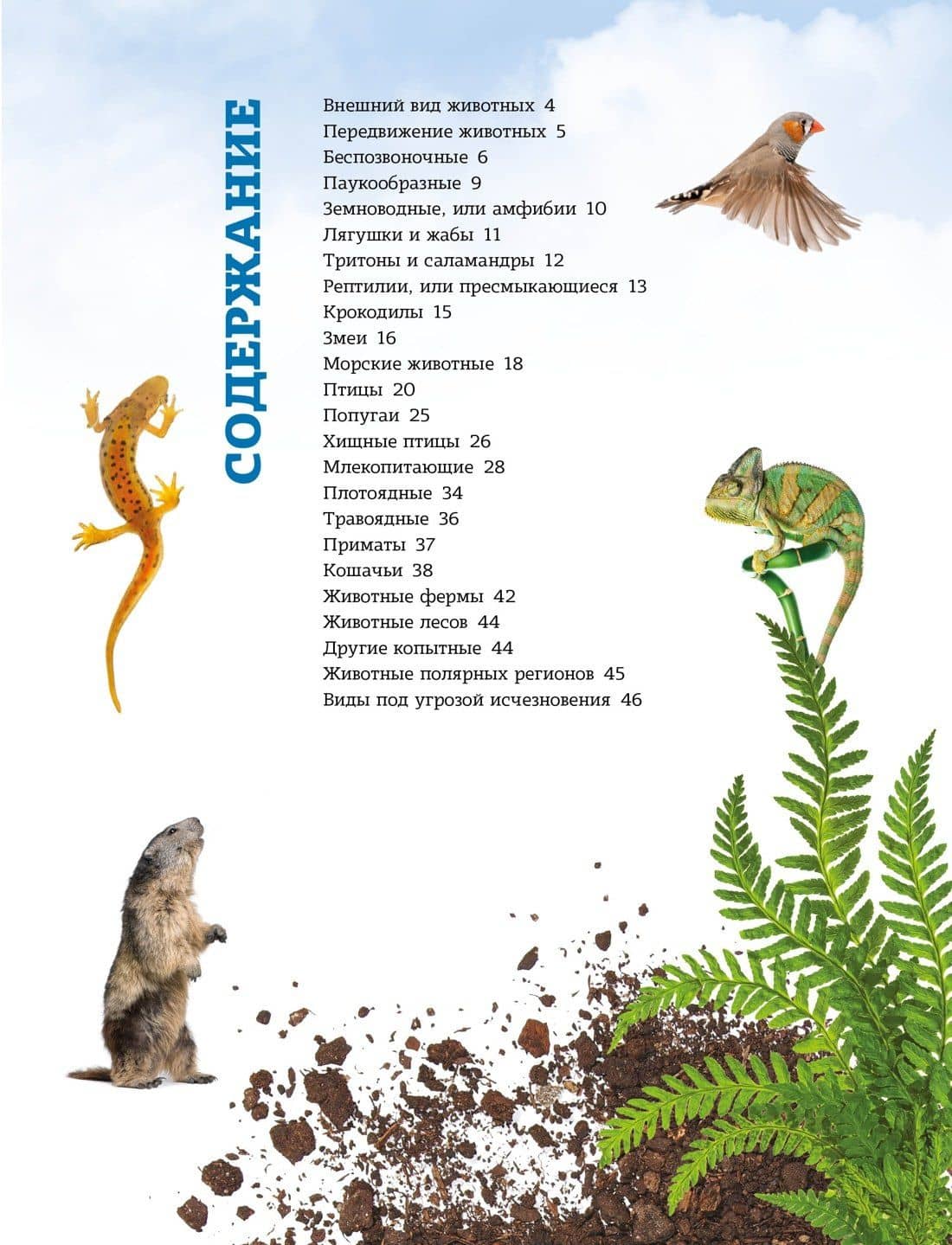 Мир животных: От актинии до ягуара (3)