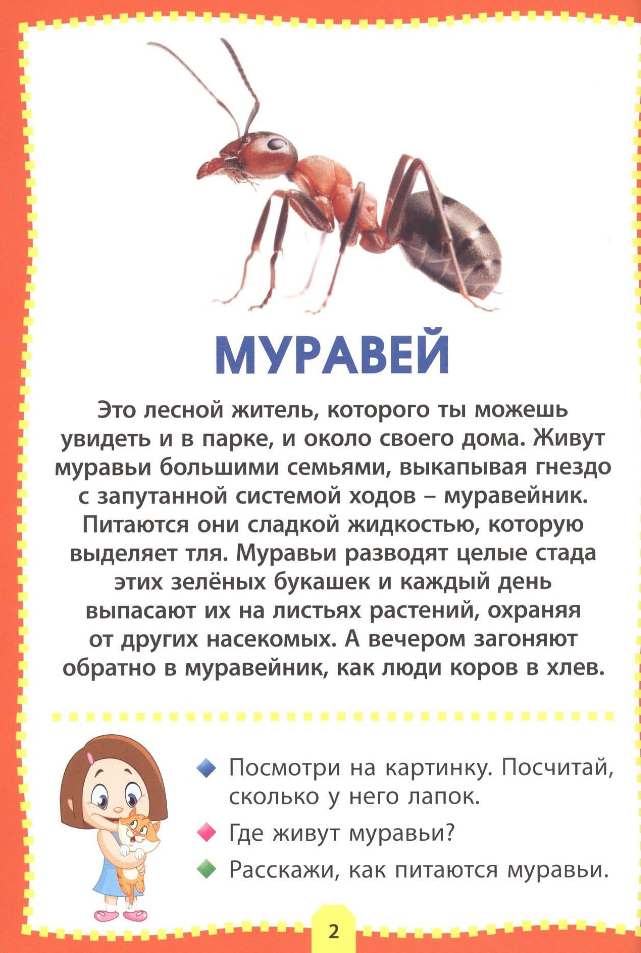 Насекомые. Фотокнига для самых маленьких (2)