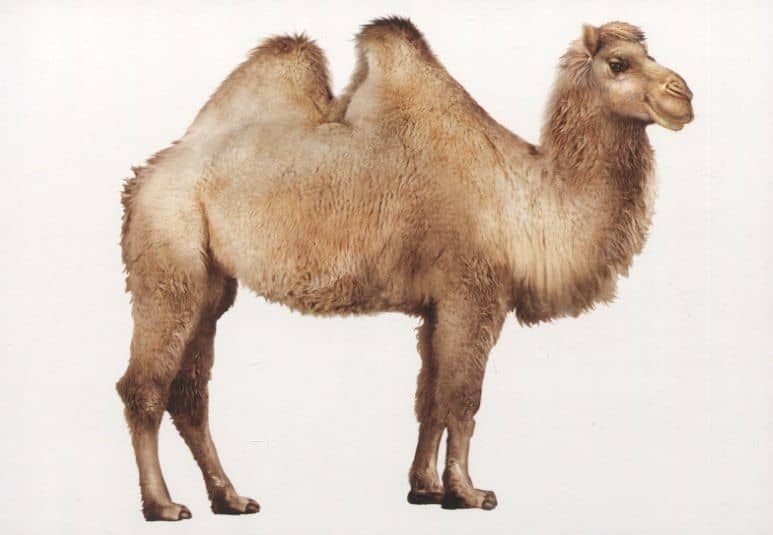 Запоминай слова легко. English. Животные / Animals. 25 карточек с транскрипцией на обороте (2)
