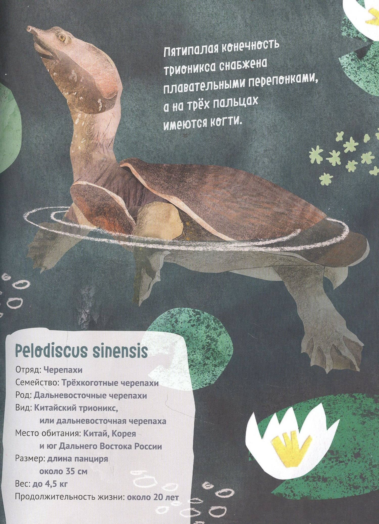 Великолепная десятка. Черепахи (2)