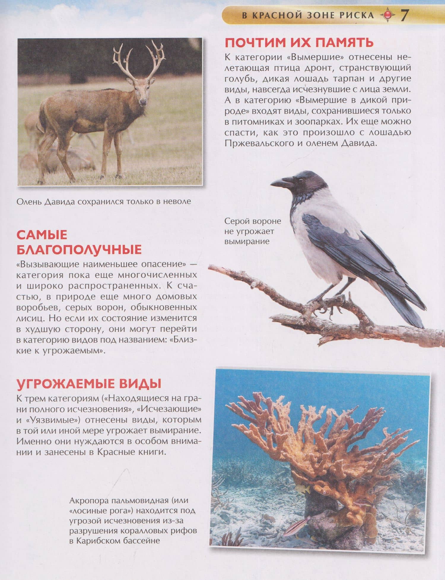 Красная книга для детей. Энциклопедия — Сергей Феликсович Хрибар (3)