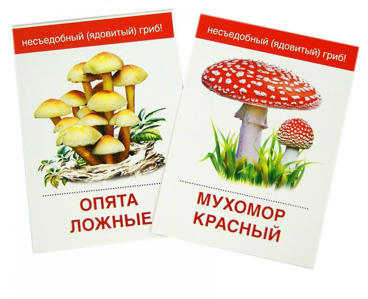 Раздаточные карточки "Грибы" (63х87 мм) (2)
