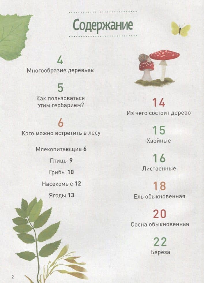 Мой лесной гербарий — Анна Томас-Белли (2)