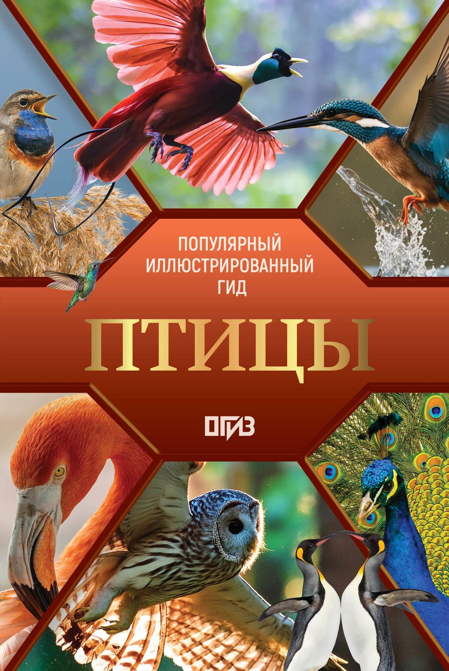 Птицы. Иллюстрированный гид — Анна Артуровна Спектор