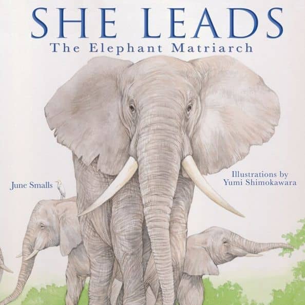 She Leads. The Elephant Matriarch