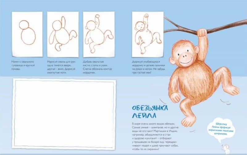Рисуем диких животных — Корина Бойренмайстер (3)