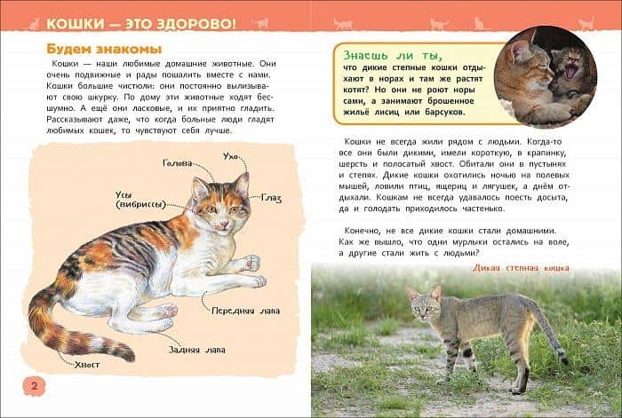 Кошки и котята. Энциклопедия для детского сада (3)