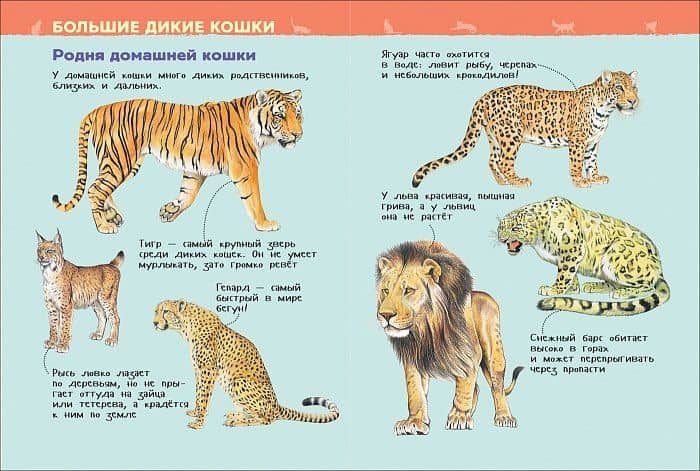 Кошки и котята. Энциклопедия для детского сада (2)