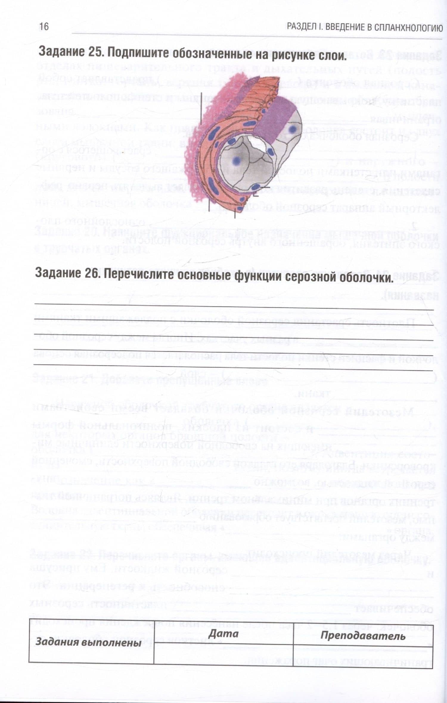 Анатомия человека. Спланхнология. Часть 4: Пищеварительная система. Тетрадь-практикум — Анна Викторовна Олсуфьева (3)