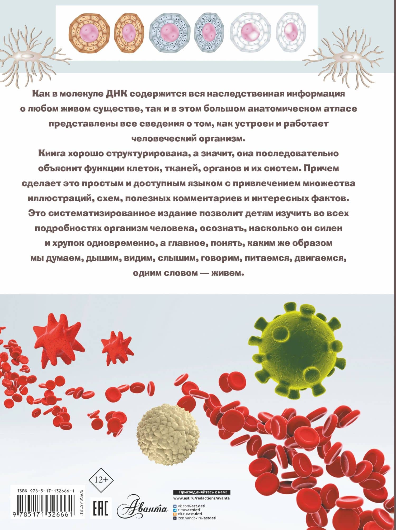 Анатомия — Анна Спектор (2)
