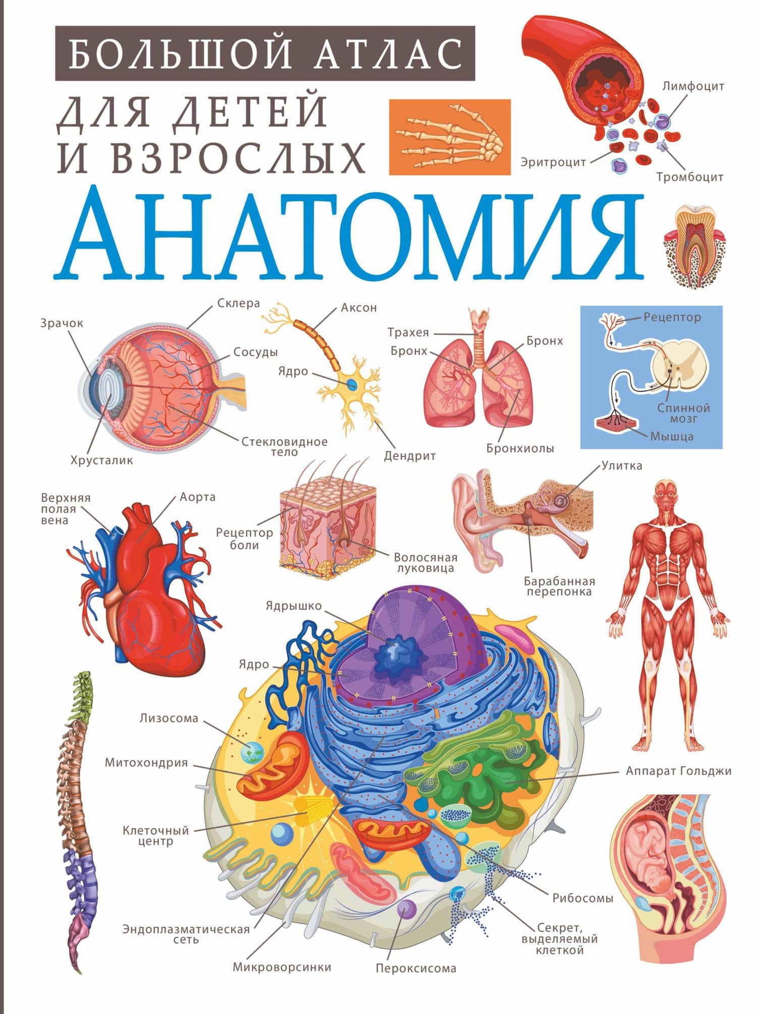 Анатомия — Анна Спектор