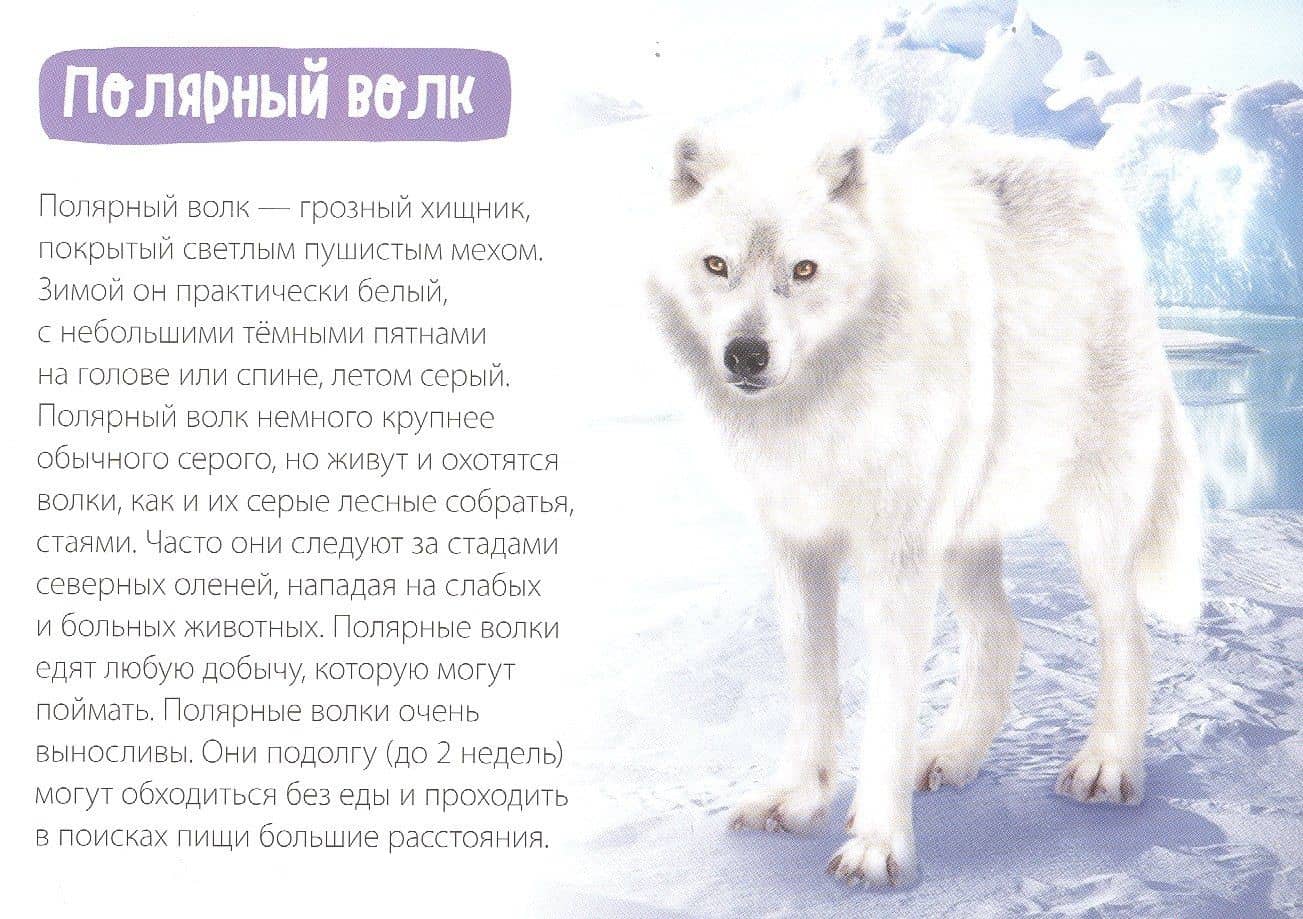 Обучающая книга «Полярные животные» (3)
