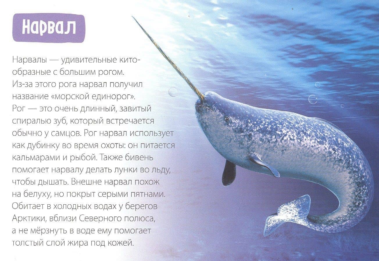 Обучающая книга «Полярные животные» (2)