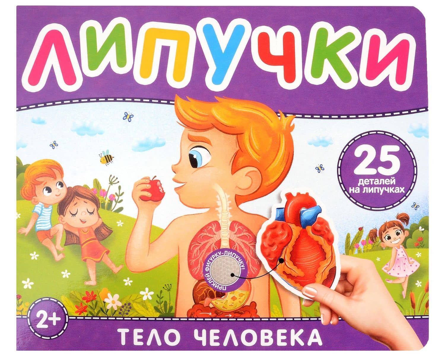 Тело человека. Книга с липучками — Наталья Игоревна Котятова