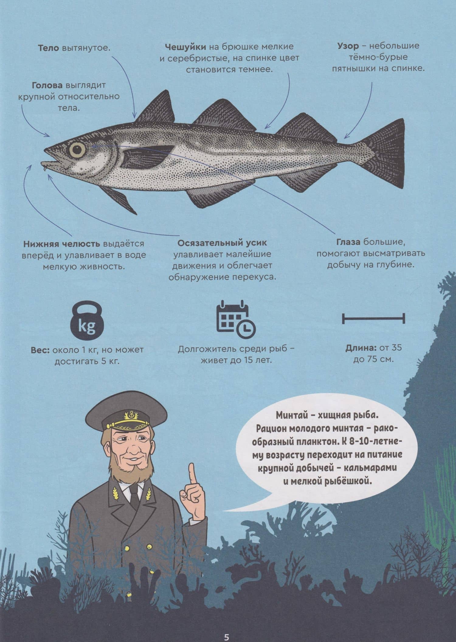 Тайна минтая (3)