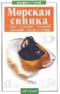 В вашем доме:Морская свинка