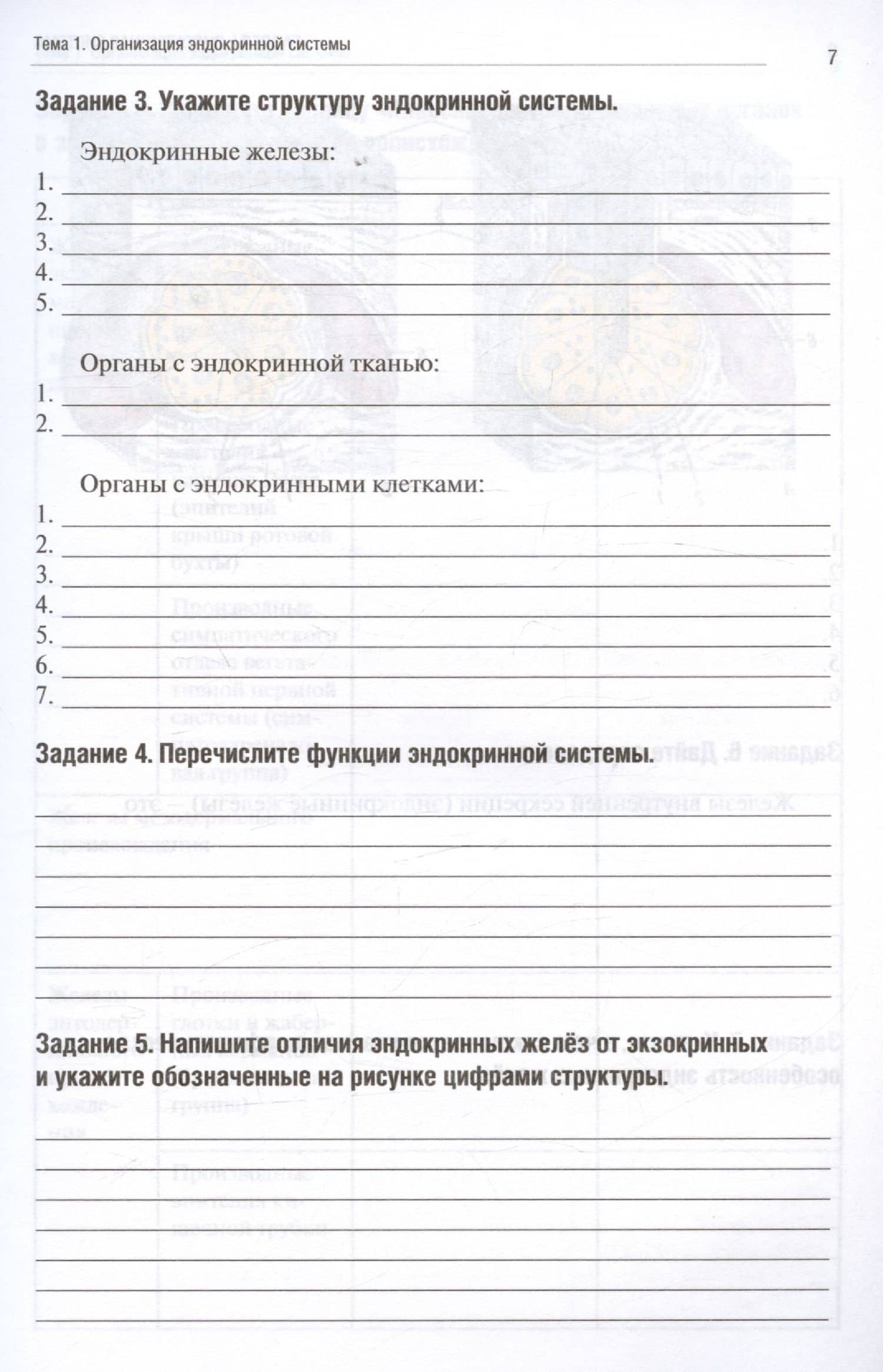 Анатомия человека. Спланхнология. Часть 6. Эндокринная, иммунная и лимфатическая системы. Тетрадь-практикум — Анна Викторовна Олсуфьева (3)
