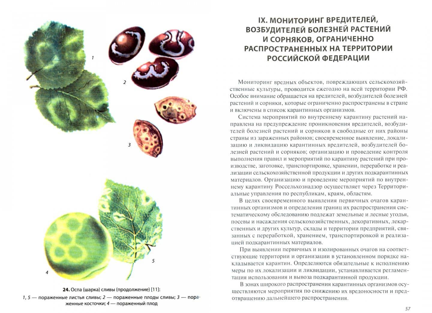 Карантинные болезни растений. Учебное пособие — Светлана Ивановна Чебаненко (2)