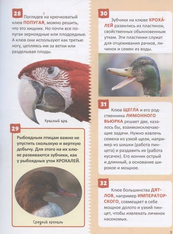 Птицы. Энциклопедия российского школьника — Петр Михайлович Волцит (3)