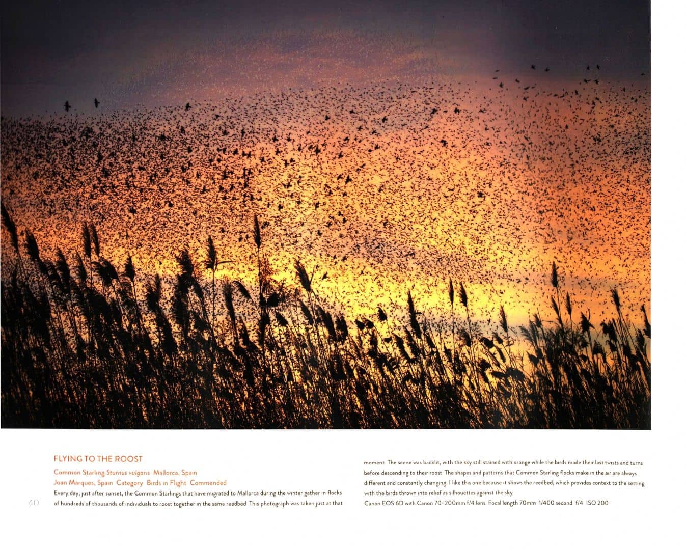 Bird Photographer of the Year (2)