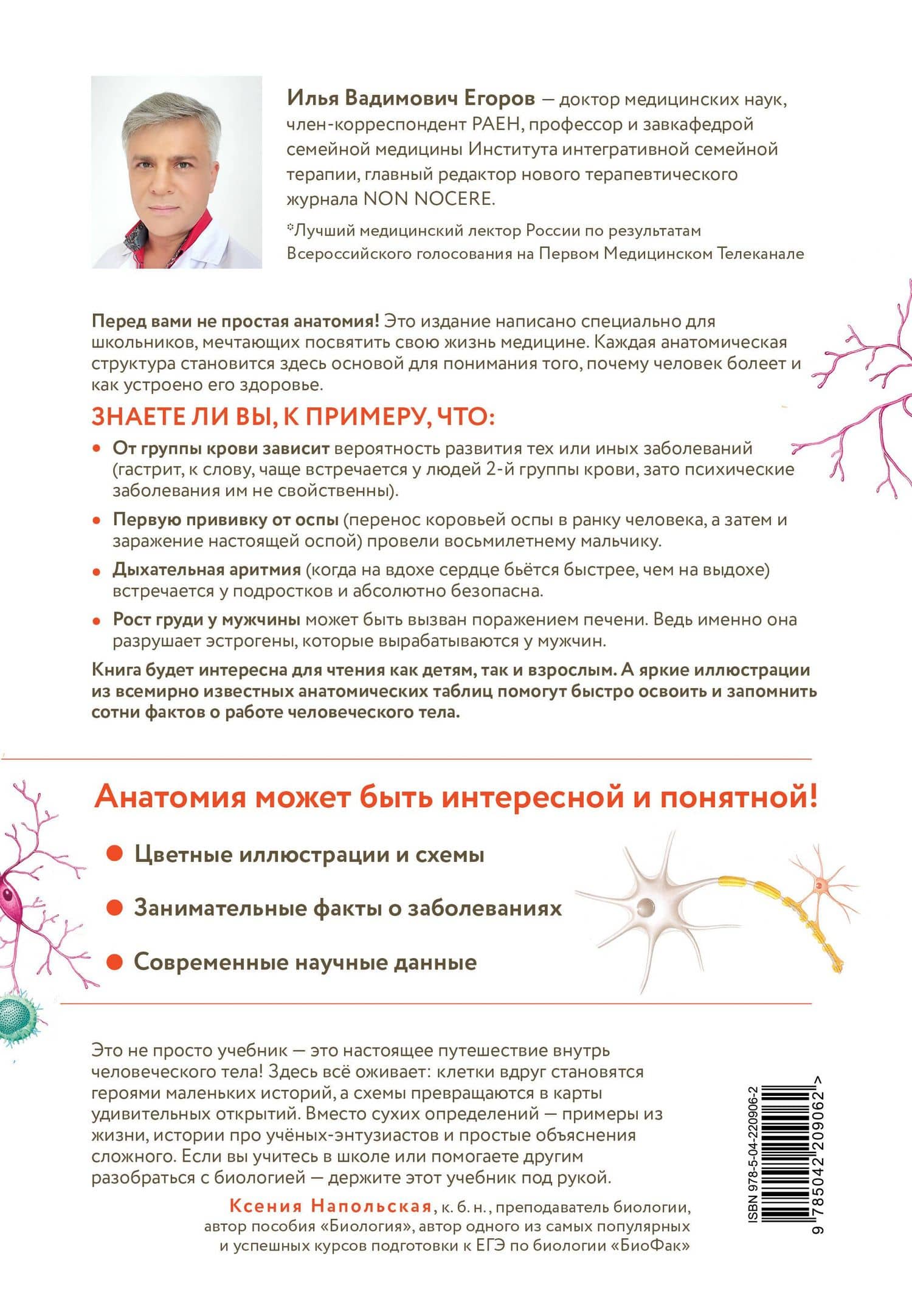 Анатомия для школьников. Пособие для учеников химико-биологических классов и абитуриентов естественно-научных направлений — Илья Вадимович Егоров (2)