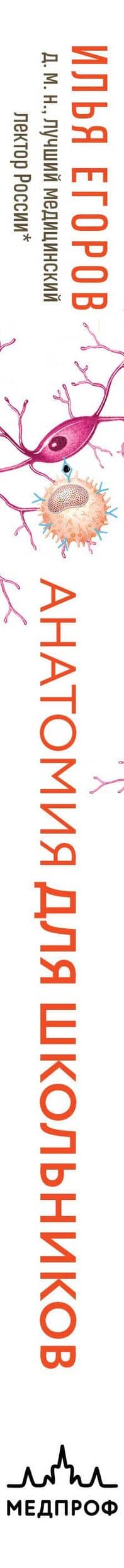 Анатомия для школьников. Пособие для учеников химико-биологических классов и абитуриентов естественно-научных направлений — Илья Вадимович Егоров (3)