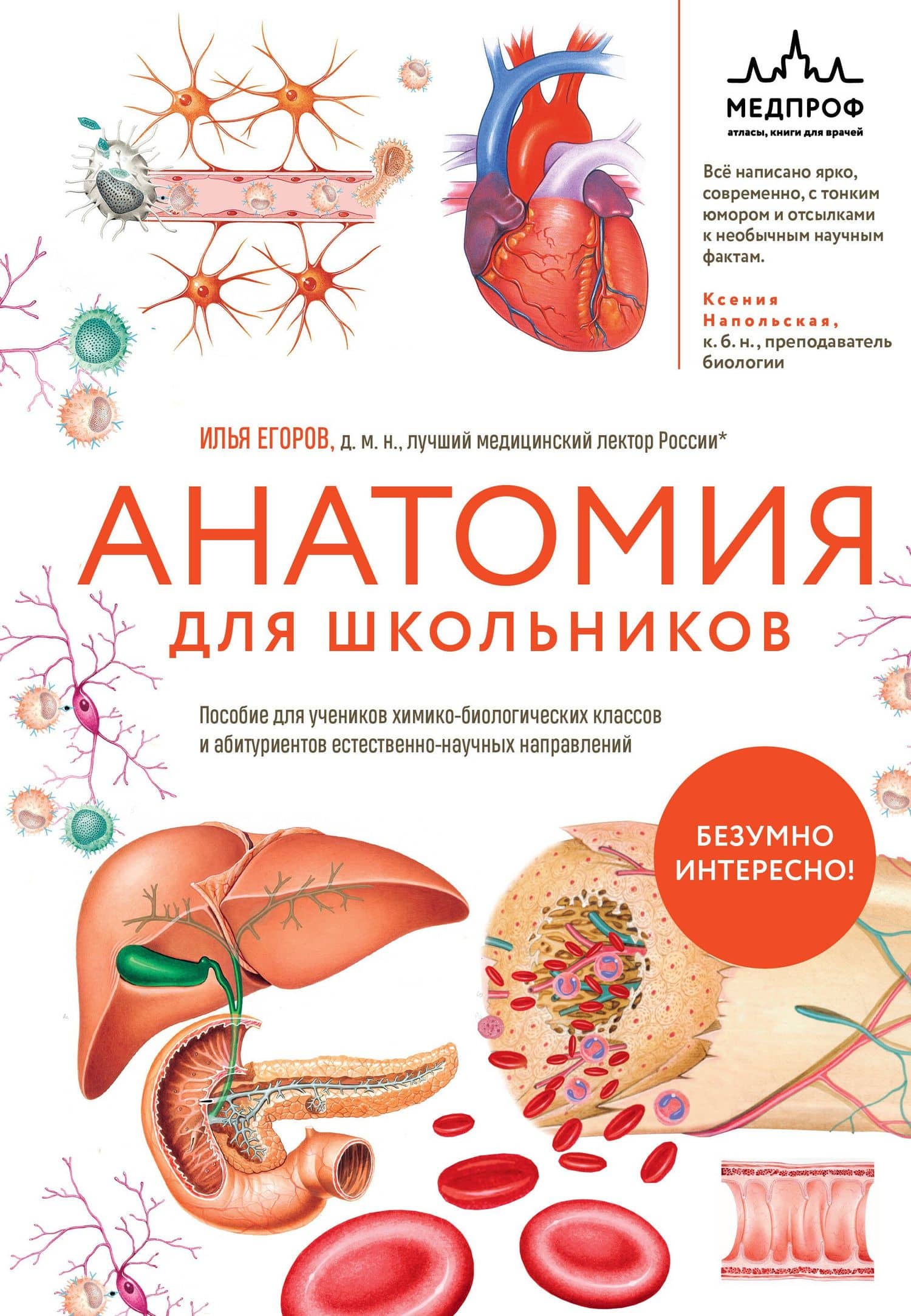 Анатомия для школьников. Пособие для учеников химико-биологических классов и абитуриентов естественно-научных направлений — Илья Вадимович Егоров