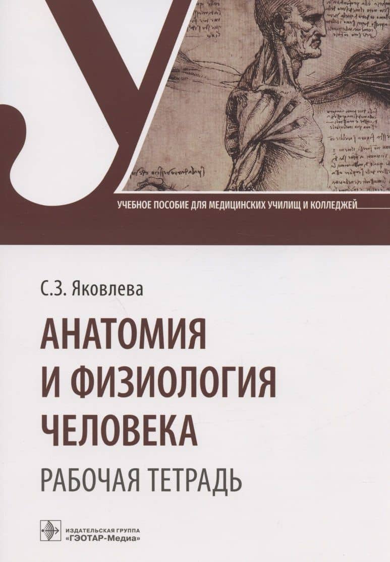 Анатомия и физиология человека. Рабочая тетрадь. Учебное пособие — Светлана Зинатовна Яковлева