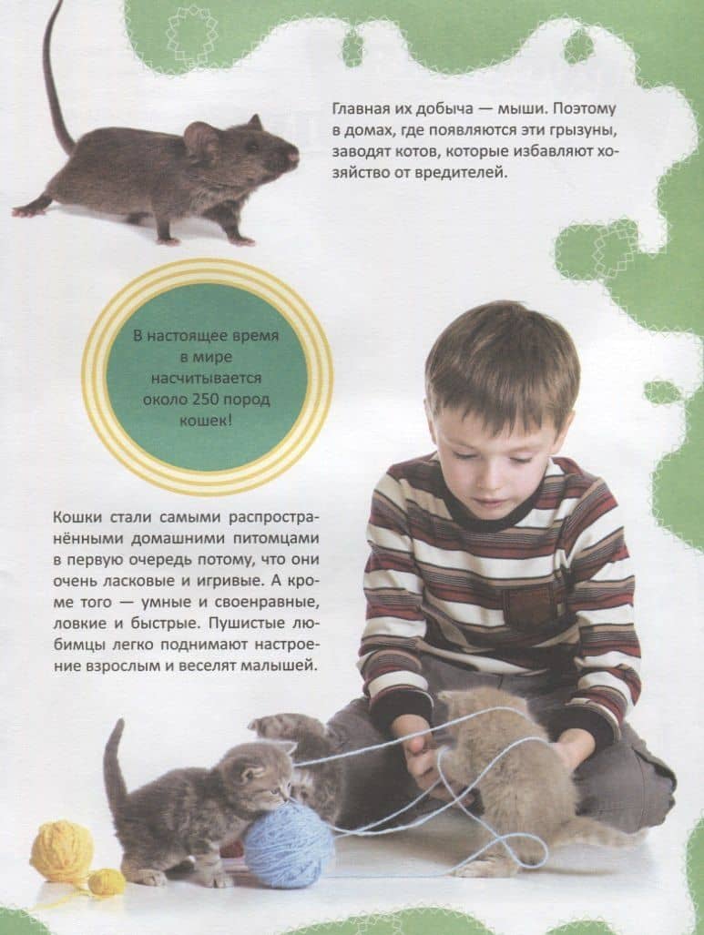 Кошки (3)